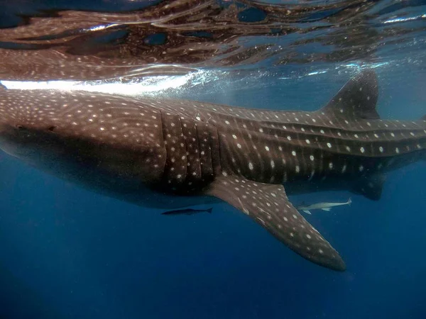 Whale Shark Rhincodon Typus Feeding Plankton — Stock Photo, Image