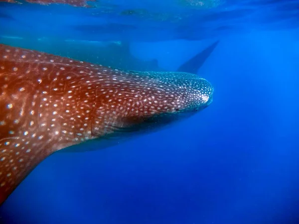 Tiburón Ballena Rhincodon Typus Alimentándose Plancton — Foto de Stock