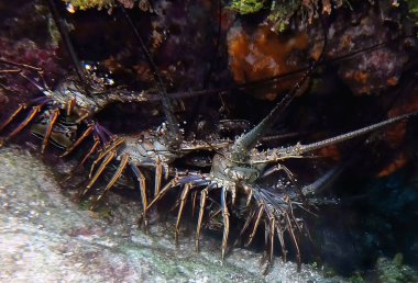 Karayip Dikenli Istakoz (Panulirus argus)