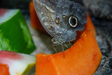 Baykuş Kelebeğine Yaklaş (Caligo)