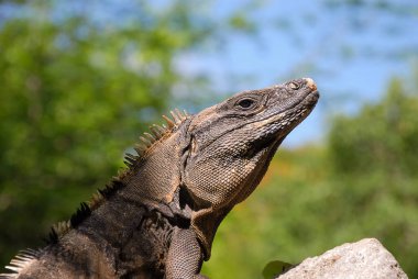 Yaygın bir dikenli kuyruklu Iguana (Ctenosaura similis)
