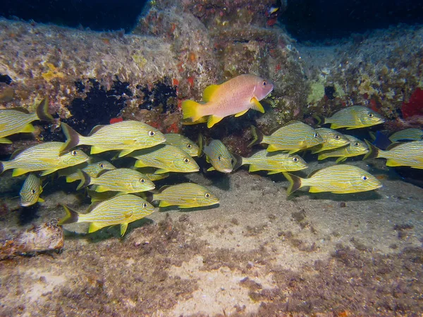 Blue Striped Grunts Haemulon Sciurus — стокове фото