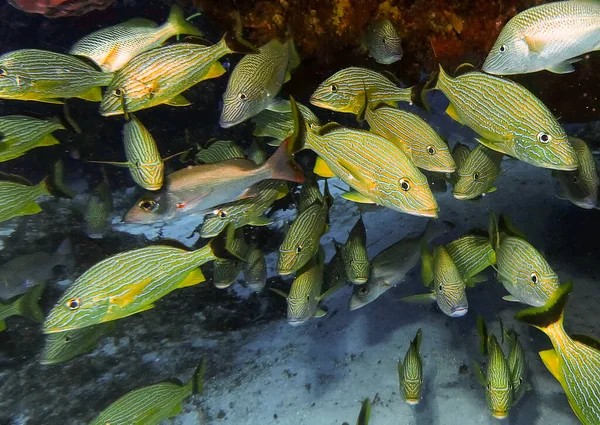 Γαλαζοπράσινα Γρυλίσματα Haemulon Sciurus — Φωτογραφία Αρχείου