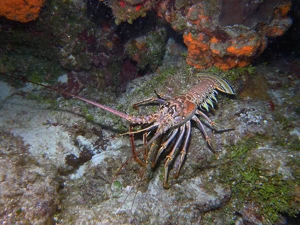 カリブ海スパインロブスター Panulirus Argus — ストック写真
