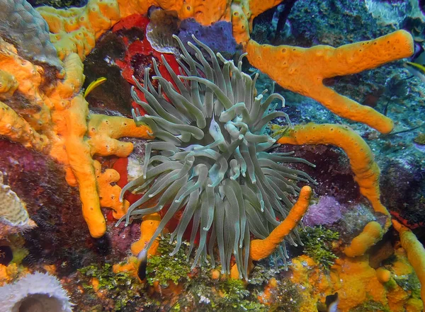 Uma Anêmona Gigante Mar Caribe Condylactis Gigantea — Fotografia de Stock