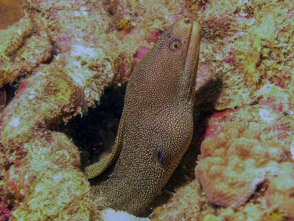 Goldentail Moray Eel Gymnothorax Miliaris — Zdjęcie stockowe