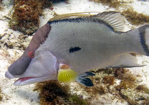 Hogfish Lachnolaimus Maximus Morzu Karaibskim — Zdjęcie stockowe