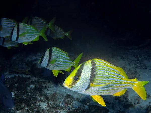 Peixe Porco Anisotremus Virginicus Mar Das Caraíbas — Fotografia de Stock