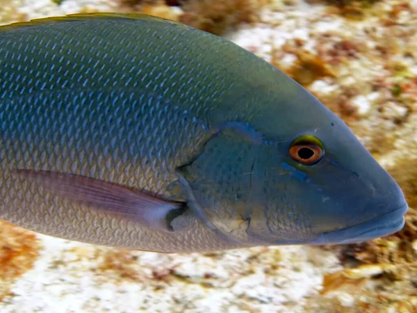 Blisko Red Snapper Lutjanus Campechanus — Zdjęcie stockowe