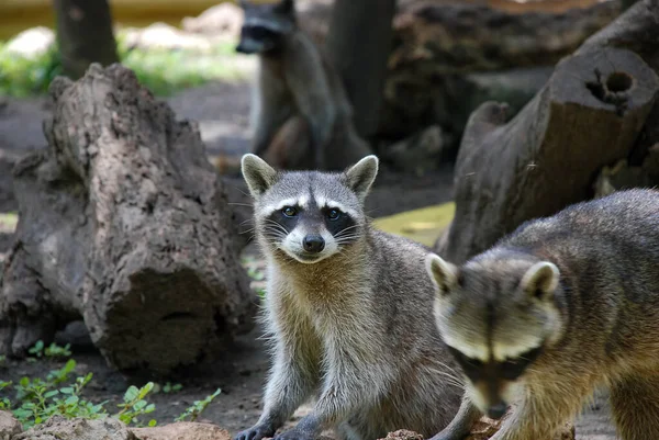 Close Two Racoons Procyon Lotor — Stock Photo, Image