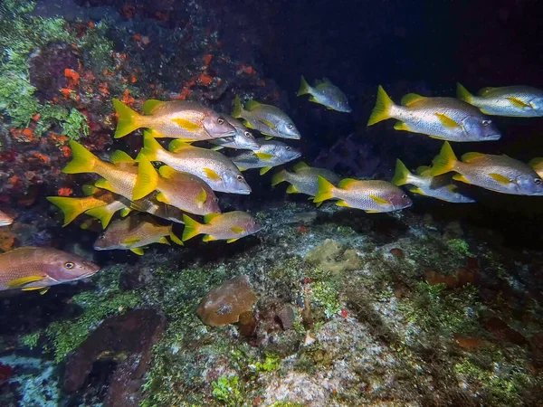 Σχολιαστής Snapper Lutjanus Apodus — Φωτογραφία Αρχείου