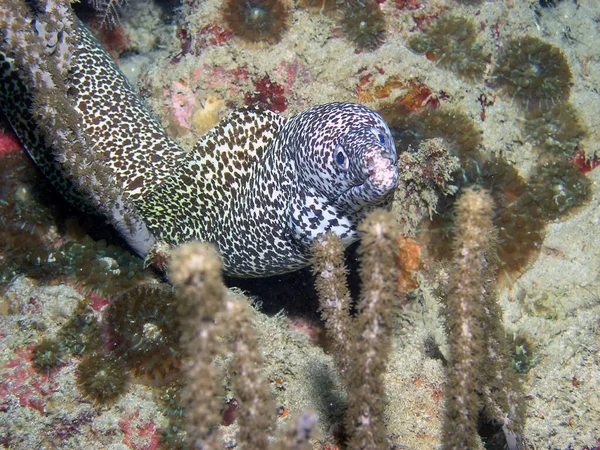Benekli Moray Yılanbalığı Gymnothorax Moringa — Stok fotoğraf