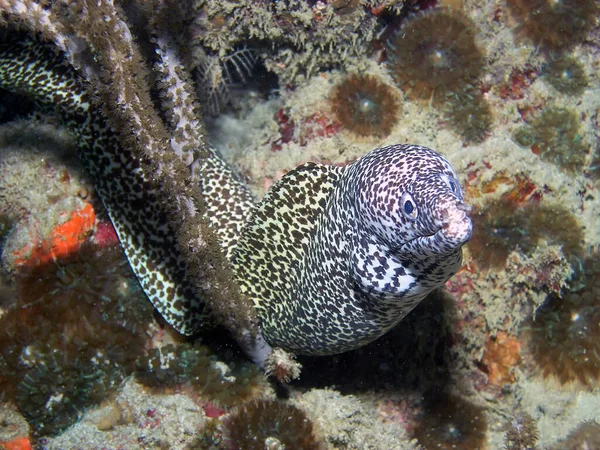 斑纹的莫瑞鳗鱼 — 图库照片