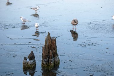 Almanya 'da Rostock' ta kışın donmuş deniz