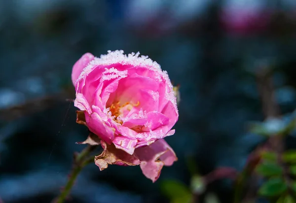 Kwiaty Lekkim Pokryciem Mrozem — Zdjęcie stockowe