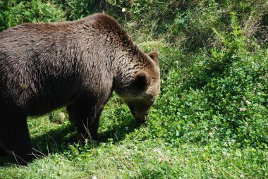 Bir Boz Ayı (Ursus arctos) Bear Pit, Bern, İsviçre