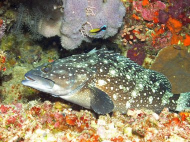 Whitespotted Grouper (Epinephelus coeruleopunctatus))     