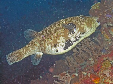 Bir Harita Puffer (Arothron haritası)