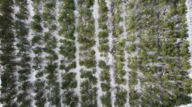 İngiltere, Suffolk kırsalında karla kaplı bir ormanın insansız hava aracı görüntüleri.
