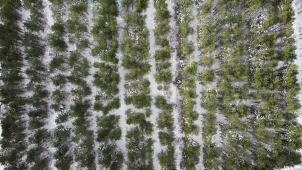 Ngiltere Suffolk Kırsalında Karla Kaplı Bir Ormanın Insansız Hava Aracı — Stok video