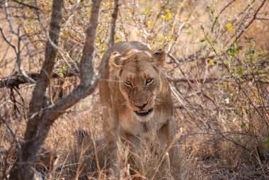 Aslanlar (Panthera leo) günün sıcağında dinleniyor