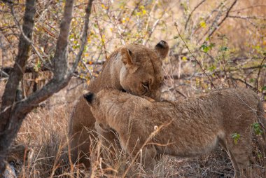 Aslanlar (Panthera leo) günün sıcağında dinleniyor