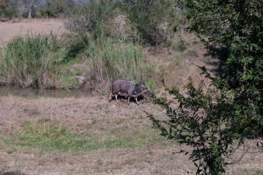 Bir erkek Lowland Nyala (Tragelaphus angasii)