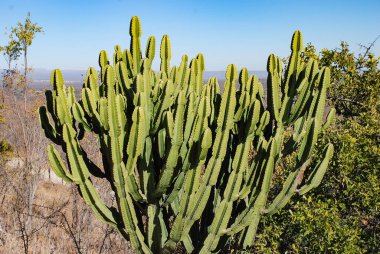 Güney Afrika 'da Bir Mum Ağacı (Euphorbia Ingens)