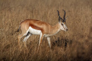 Güney Afrika 'da yalnız bir Springbok (Antidorcas marsupialis)