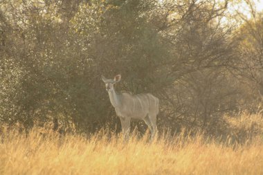 Güney Afrika 'da Büyük Kudu (Tragelaphus strepsiceros)