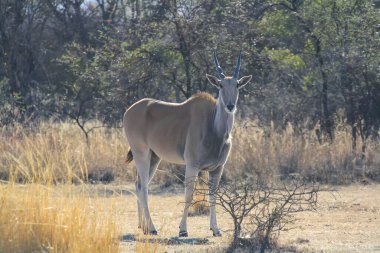 Güney Afrika 'da Eland (Taurotragus Afrika antilobu)