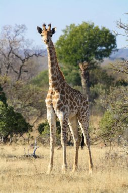Güney Afrika zürafası (Zürafa camelopardalis zürafa))