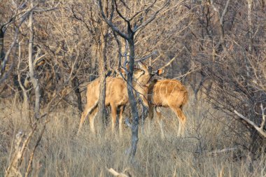 Güney Afrika 'da Büyük Kudu (Tragelaphus strepsiceros)