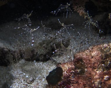 Bruun 'un Temizlik Ortağı Karidesi (Urocaridella antonbruunii)