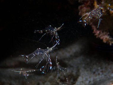 Bruun 'un Temizlik Ortağı Karidesi (Urocaridella antonbruunii)