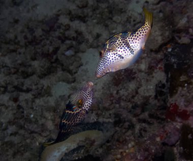 Kara eyerli Toby (Canthigaster valentini) Hint Okyanusunda