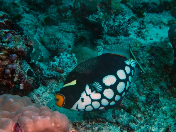 Clown Triggerfish Balistoides Conspicillum Indian Ocean — Stock Photo, Image