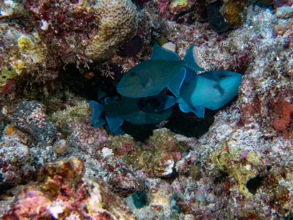 Redtooth Triggerfish Odonus Niger Indian Ocean — Stock Photo, Image