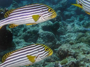 Hint Okyanusunda Doğulu Tatlı Dudaklar (Plectorhinchus vittatus)