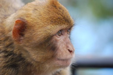 Cebelitarık 'ta Barbar Makaklar (Macaca sylvanus)