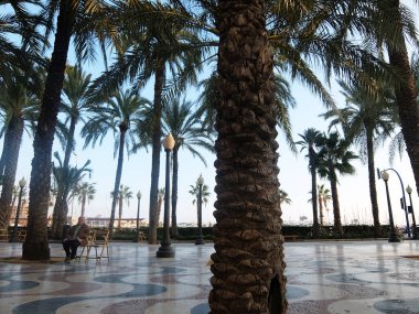 İspanya, Alicante 'de deniz kenarındaki palmiye ağaçları