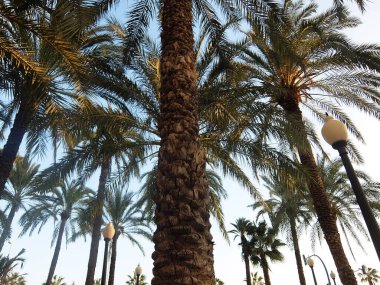 İspanya, Alicante 'de deniz kenarındaki palmiye ağaçları