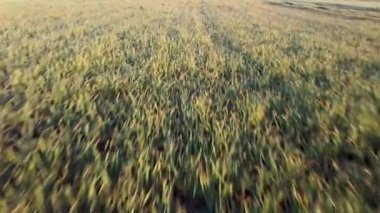 Suffolk, İngiltere 'deki bir tarladaki ekinlerin üzerinden geçmek.