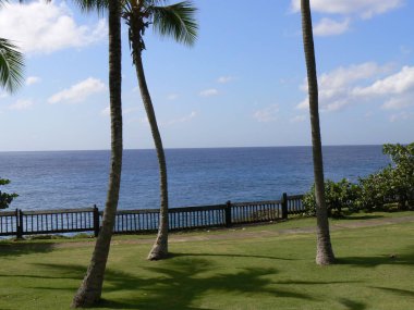 Santo Domingo 'da palmiye ağaçları, Dominik Cumhuriyeti