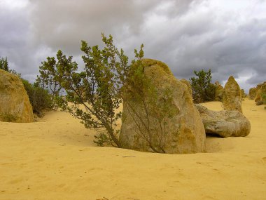 Batı Avustralya 'daki Nambung Ulusal Parkı' ndaki Pinnacles oluşumları