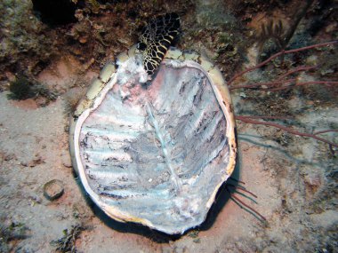 Deniz tabanında bir kaplumbağa kabuğunun kalıntıları.