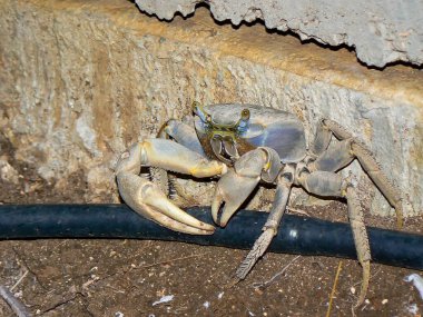 Blue Land Crab (Cardisoma guanhumi) clipart