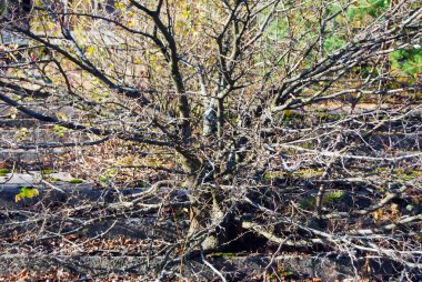 Ukrayna 'nın Çernobil Yasak Bölgesi' ndeki Pripyat kasabasındaki terk edilmiş caddeler ve binalar