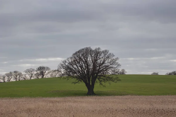 Ein Großer Baum Steht Allein Inmitten Eines Feldes Suffolk Großbritannien — Stockfoto