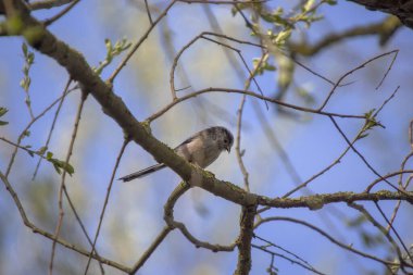 A Long-tailed Tit (Aegithalos caudatus)